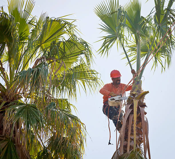 Professional Tree Service in Eastpointe, MI